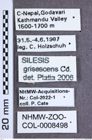 Etikette zu Silesis grisescens (Candèze, 1893) (NHMW-ZOO-COL-0008498)